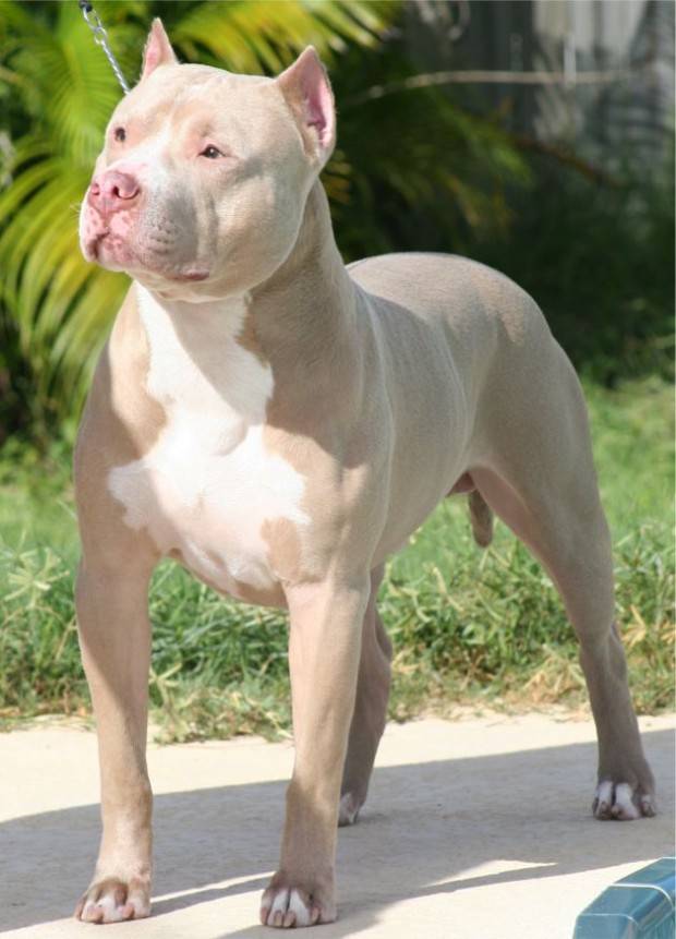 american pitbull terrier