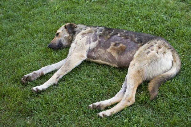 piodermatite-canina-causas-sintomas-tratamento