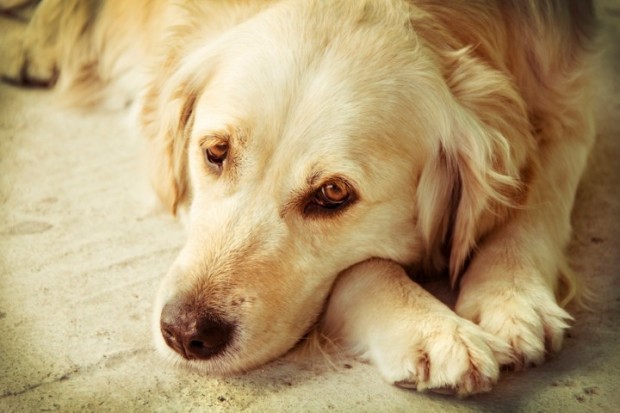 cachorro depressivo