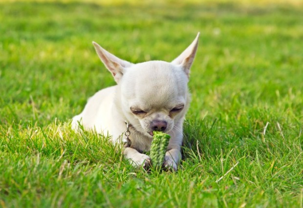 cão comendo pepino