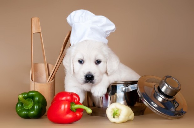 cão comendo pimentão