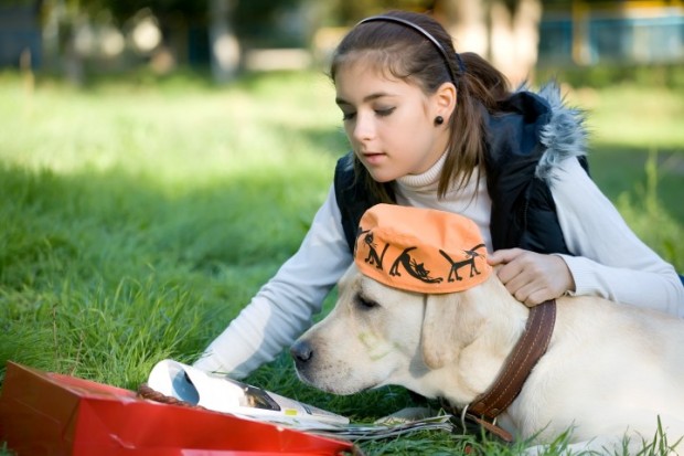 cão no parque