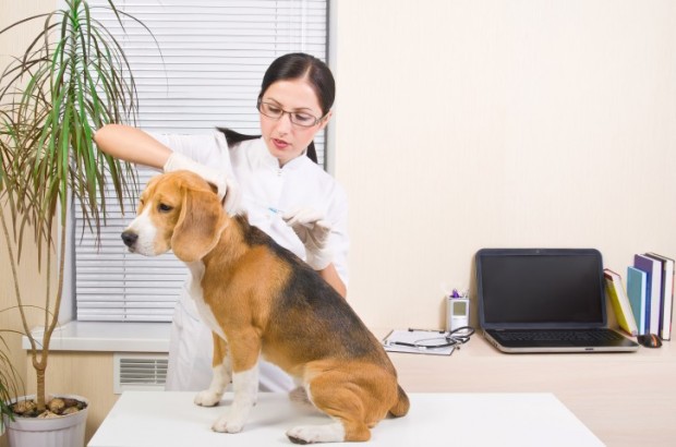 insulina em cães