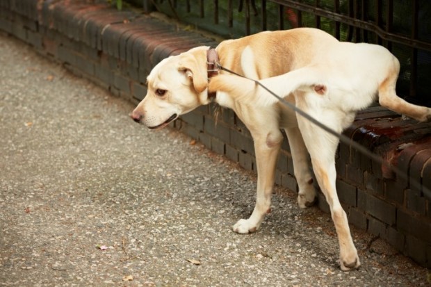 repelente para cães